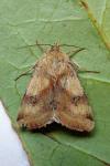 Heliothis maritima