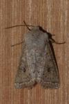 Orthosia gracilis