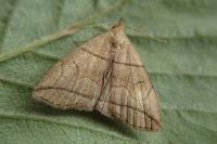 Herminia grisealis