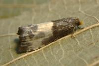 Notocelia cynosbatella