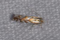 Phyllonorycter distentella