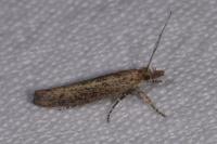 Ypsolopha ustella