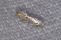 Phyllonorycter harrisella