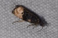 Metendothenia atropunctana