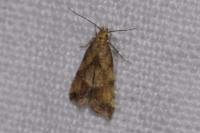 Brachmia blandella