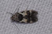 Teleiodes luculella