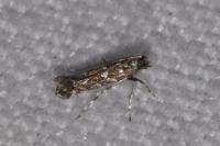 Parectopa ononidis