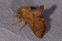 Apoda limacodes