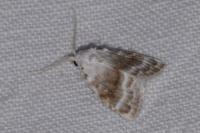 Meganola albula