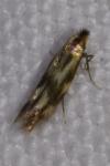 Bucculatrix nigricomella