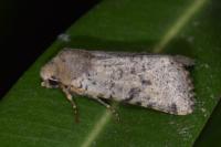 Spudaea ruticilla