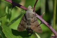 Macroglossum stellatarum