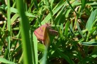 Lythria purpuraria