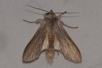 Cucullia umbratica