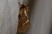 Korscheltellus lupulinus