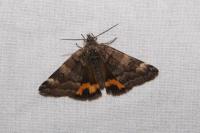 Boudinotiana notha