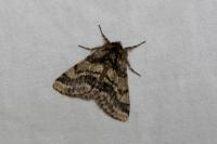 Lycia hirtaria