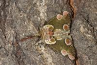Thyatira batis