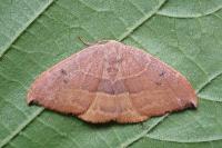 Watsonalla binaria/uncinula