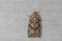 Cnephasia