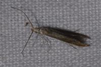 Coleophora albella