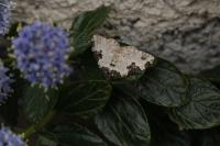 Xanthorhoe fluctuata