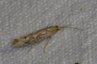 Ypsolopha ustella