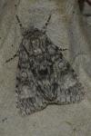 Acronicta megacephala