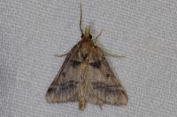 Stemmatophora brunnealis