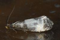 Notocelia cynosbatella