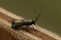 Adela reaumurella
