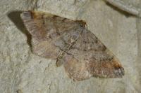 Macaria liturata