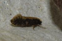 Monopis crocicapitella