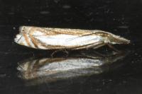 Crambus pascuella