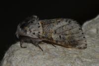 Furcula furcula