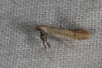 Aspilapteryx tringipennella