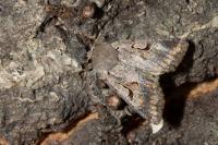 Orthosia gothica