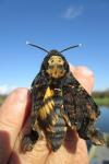 Acherontia atropos