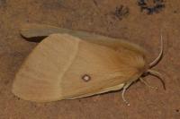 Lasiocampa quercus
