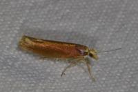 Ypsolopha parenthesella