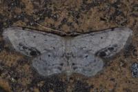 Idaea dimidiata