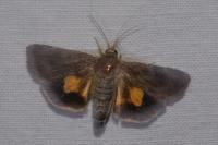 Noctua janthina