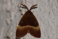 Lasiocampa quercus