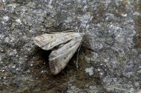 Cataclysta lemnata