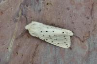 Spilosoma lubricipeda