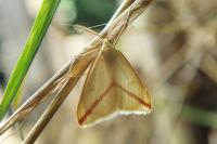 Rhodometra sacraria