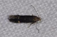 Aproaerema anthyllidella