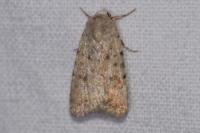 Caradrina clavipalpis