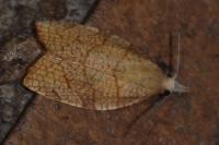 Pandemis corylana