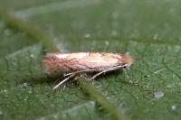 Phyllonorycter messaniella
